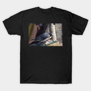 Peregrine Falcon T-Shirt